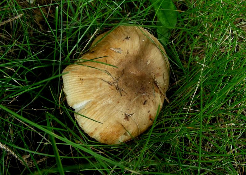 Russula laurocerasi